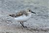 Photo of Sanderling at Queen Mother Reservoir, Berkshire. Taken by Andy Tomczynski on 19th May 2026.