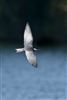 Photo of Whiskered Tern at Rowneys Predator Lake, Woolhampton GPs, Berkshire. Taken by Nigel Rampton on 22nd May 2026.