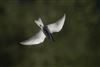 Photo of Whiskered Tern at Rowneys Predator Lake, Woolhampton GPs, Berkshire. Taken by Nigel Rampton on 22nd May 2026.