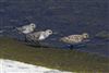 Photo of Sanderling at Queen Mother Reservoir, Berkshire. Taken by Marek Walford on 24th May 2026.