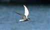 Photo of Whiskered Tern at Rowneys Predator Lake, Woolhampton GPs, Berkshire. Taken by Andy Tomczynski on 22nd May 2026.