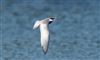Photo of Whiskered Tern at Rowneys Predator Lake, Woolhampton GPs, Berkshire. Taken by Andy Tomczynski on 22nd May 2026.