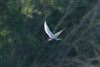 Photo of Whiskered Tern at Rowneys Predator Lake, Woolhampton GPs, Berkshire. Taken by Andy Tomczynski on 22nd May 2026.