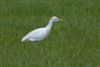 Photo of Cattle Egret at Wargrave, Berkshire. Taken by Dave Rimes on 16th May 2026.