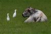Photo of Cattle Egret at Wargrave, Berkshire. Taken by Dave Rimes on 16th May 2026.