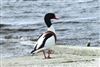 Photo of Shelduck at Queen Mother Reservoir, Berkshire. Taken by Andy Tomczynski on 14th April 2026.