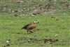 Photo of Wandering Whistling Duck at Sulhamstead Abbots, Berkshire. Taken by Andy Tomczynski on 13th May 2026.