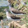 Photo of Green Sandpiper at Lavell's Lake, Dinton Pastures CP, Berkshire. Taken by Steve Robertson on 10th July 2026.