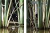 Photo of Water Rail at New workings, Moor Green Lakes, Berkshire. Taken by Peter Craig on 20th July 2026.