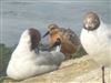 Photo of Knot at Queen Mother Reservoir, Berkshire. Taken by Hugh Netley on 20th July 2026.
