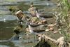 Photo of Green Sandpiper at Lavell's Lake, Dinton Pastures CP, Berkshire. Taken by Andy Tomczynski on 10th July 2026.