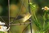 Photo of Willow Warbler at Emmer Green, Berkshire. Taken by Andy Tomczynski on 21st July 2026.
