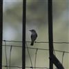 Photo of Spotted Flycatcher at Swallowfield Church, Berkshire. Taken by Don Broadbridge on 29th July 2026.