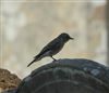 Photo of Spotted Flycatcher at Swallowfield Church, Berkshire. Taken by Don Broadbridge on 29th July 2026.