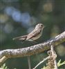 Photo of Spotted Flycatcher at Swallowfield Church, Berkshire. Taken by Don Broadbridge on 29th July 2026.