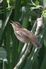 Photo of Sedge Warbler at Holybrook Linear Park, Berkshire. Taken by John Absolom on 6th July 2026.