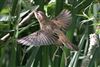 Photo of Sedge Warbler at Holybrook Linear Park, Berkshire. Taken by John Absolom on 6th July 2026.