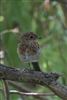 Photo of Robin at Holybrook Linear Park, Berkshire. Taken by John Absolom on 6th July 2026.
