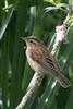 Photo of Sedge Warbler at Holybrook Linear Park, Berkshire. Taken by John Absolom on 6th July 2026.