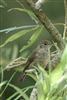 Photo of Blackcap at Holybrook Linear Park, Berkshire. Taken by John Absolom on 6th July 2026.