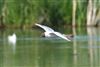 Photo of Black-headed Gull at Fobney Meadow, Berkshire. Taken by Andy Tomczynski on 24th May 2026.