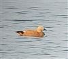 Photo of Ruddy Shelduck at Queen Mother Reservoir, Berkshire. Taken by Chris Heard on 23rd June 2026.
