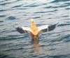 Photo of Ruddy Shelduck at Queen Mother Reservoir, Berkshire. Taken by Chris Heard on 18th July 2026.
