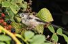 Long-tailed Tit at Swallowfield Church, Berkshire. Photographed by Terry Walker on 17th August 2026.