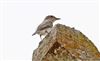 Spotted Flycatcher at Swallowfield Church, Berkshire. Photographed by Terry Walker on 17th August 2026.