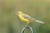 Photo of Yellow Wagtail at Emmer Green, Berkshire. Taken by Andy Tomczynski on 17th August 2026.
