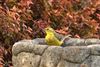 Photo of Yellow Wagtail at Emmer Green, Berkshire. Taken by Andy Tomczynski on 17th August 2026.
