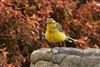 Photo of Yellow Wagtail at Emmer Green, Berkshire. Taken by Andy Tomczynski on 17th August 2026.