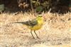 Photo of Yellow Wagtail at Emmer Green, Berkshire. Taken by Andy Tomczynski on 17th August 2026.