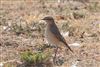 Wheatear at Queen Mother Reservoir, Berkshire. Photographed by Andy Tomczynski on 22nd August 2026.