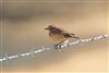 Whinchat at Queen Mother Reservoir, Berkshire. Photographed by Andy Tomczynski on 22nd August 2026.