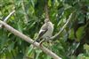Pied Flycatcher at Reading, Berkshire. Photographed by Andy Tomczynski on 16th September 2026.