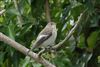 Pied Flycatcher at Reading, Berkshire. Photographed by Andy Tomczynski on 16th September 2026.
