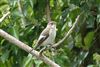 Pied Flycatcher at Reading, Berkshire. Photographed by Andy Tomczynski on 16th September 2026.