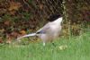 Azure-winged Magpie