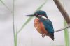 Photo of Kingfisher at Lavell's Lake, Dinton Pastures CP, Berkshire. Taken by Marek Walford on 22nd September 2007.