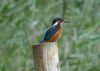 Photo of Kingfisher at Lavell's Lake, Dinton Pastures CP, Berkshire. Taken by Terry Walker on 30th August 2007.