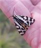 Butterflies & moths