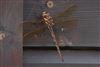 Dragonflies & damselflies