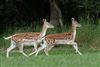 Mammals