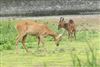 Mammals