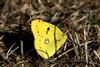 Butterflies & moths