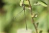 Dragonflies & damselflies