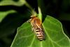 Other insects
