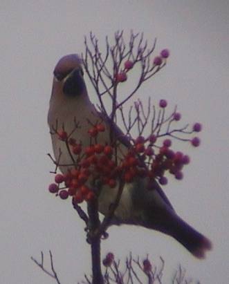 Waxwing